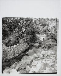 Paulin Creek at the south boundary of the County Administration, Santa Rosa, California, 1975