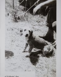 Fred L. Volkerts, Jr.'s dog at a US Marine Corps camp during World War II, likely Camp Pendleton, California, about 1942