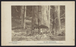 Redwood tree with thirteen people sitting in the scarf, Guerneville, California, 1882