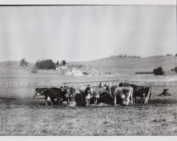 Arthur Purvine's cows at his Two Rock, California, ranch about 1945