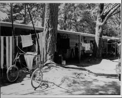 Quarters for harness racers at the Sonoma County Fairgrounds, Santa Rosa, California, 1932?