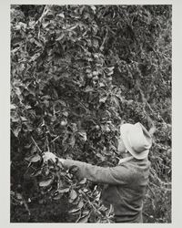 Examining apples on the tree