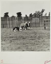 Sheep dog trials on Farmers' Day at the Sonoma County Fair, Santa Rosa, California