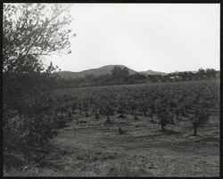 Unidentified Sonoma County vineyard and vineyard buildings, photographed between 1948 and 1965