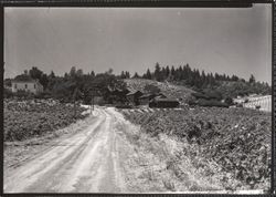 Unidentified Sonoma County vineyard and vineyard buildings, photographed between 1948 and 1965