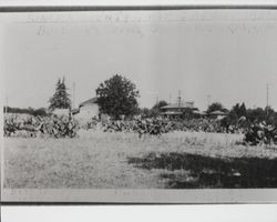 Luther Burbank's farm in Santa Rosa