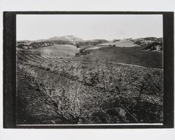 Unidentified Sonoma County vineyard and vineyard buildings, photographed between 1948 and 1965