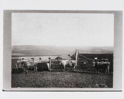 Cows near farm buildings, Sonoma County, California, about 1900