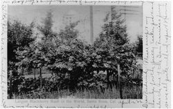 Largest blackberry bush in the world, Santa Rosa, California