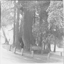 General of the Army Eisenhower Tree, Healdsburg, California, 1979