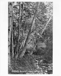 Creek scene Oaks Hotel, Sonoma Co., California