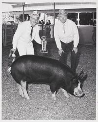 Bill Bassett and his hog at the Sonoma County Fair, Santa Rosa, California