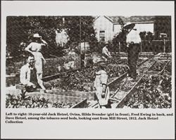 Tobacco seedbeds of cigar manufacturer David Hetzel, Guerneville, California, 1912