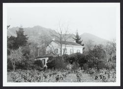 Hood Mansion and grape vines