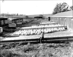 Reichardt Duck Farm, Petaluma, California, 1958