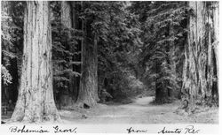 Redwood forest at Bohemian Grove