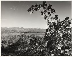 Kunde vineyards, Kenwood, California, 1980