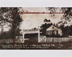 Entrance to the Petrified Forest, Calistoga, California