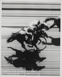 Photo finish for show at the Sonoma County Fair, Santa Rosa, California, 1969