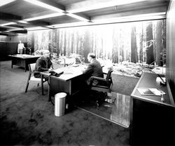 Unidentified customer and staff in front of Redwood mural at the Village Branch of the Exchange Bank, Santa Rosa, California, 1969