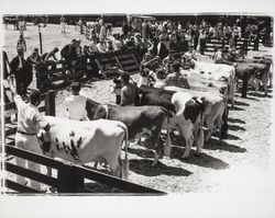 Judging of cows at the Sonoma-Marin Fair, Petaluma, California, 1937