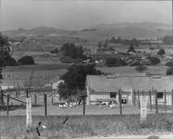 Poultry ranch near Petaluma, California, about 1949