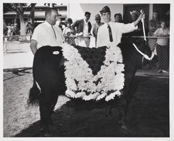 Tom Barr with his Champion Angus steer at the Sonoma County Fair, Santa Rosa, California, about 1965