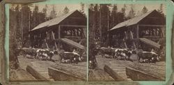 Driving an ox team at a mill near Guerneville