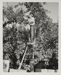 Man atop a ladder picking apples