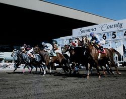 Horses leave the starting gate at the Sonoma County Fair Racetrack, Santa Rosa, California