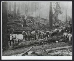 Combination team of horses and bulls used in logging