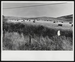 Hay field in Sonoma County