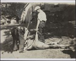 Jack W. Dei with his first deer, Bodega, California, 1933