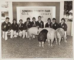 FFA Exhibitors and their hogs at the Sonoma County Fair, Santa Rosa, California, July 1986