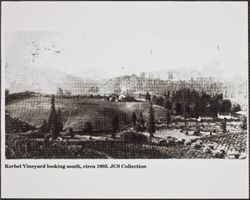 Korbel Vineyards, Guerneville, California, about 1905