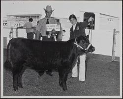 Sonoma-Marin Fair exhibitor Terri Tesconi and champion FFA cow, Petaluma, California, about 1973