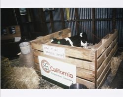 Holstein calf in a wooden crate as part of the California Cooperative Creamery's dairy exhibit, 1983