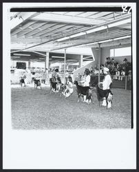 Showing goats at the Sonoma-Marin Fair, Petaluma, California, 1978