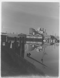 Golden Eagle Milling Co. viewed from the Petaluma River, Petaluma, California, 1959