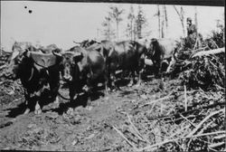 Bull team at work during construction of Sturgeon's Mill