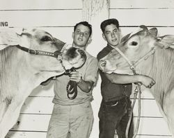 Ralph Sartori and Don Silacci with their livestock at the Sonoma County Fair, Santa Rosa, California, 1964