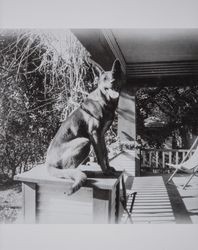 German Shepherd, "Jack," owned by Carroll C. Doane, at a ranch in rural Santa Rosa, California, 1927