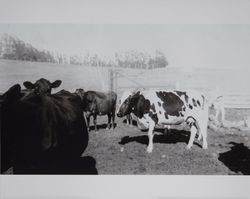 Dairy cattle in a paddock on the Volkerts ranch and dairy, Two Rock, California, 1940s