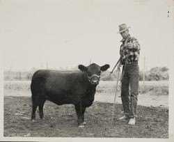 Showing Angus steer at the Sonoma County Fair, Santa Rosa, California