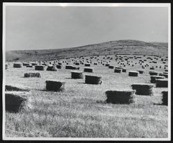 Hay field in Sonoma County