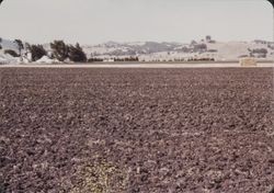 Hay field in Sonoma County