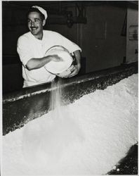 Bob Conklin adding salt to a vat of curd at the Petaluma Cooperative Creamery, about 1955