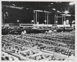 Interior of an unidentified Sebastopol packing house