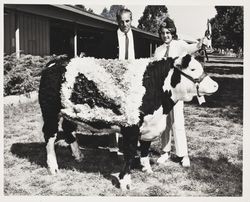 4H Champion Polled Hereford steer at the Sonoma County Fair, Santa Rosa, California