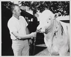 Henry LaFranchi with an Aryshire bull at the Sonoma County Fair, Santa Rosa, California